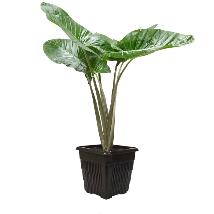 null